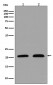 Anti-p21 CDKN1A Rabbit Monoclonal Antibody